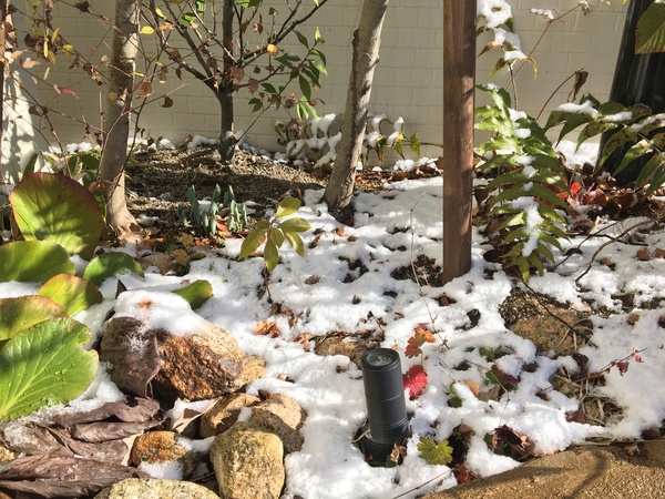 箕面さつまホーム本社前の花壇に雪が降ったの写真