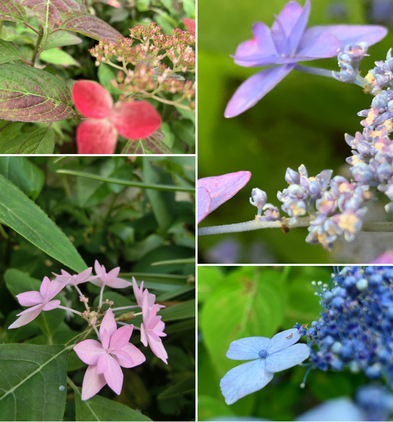 さつまホームスタッフブログ |  紫陽花の花色々03