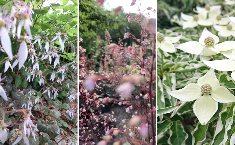 さつまホームスタッフブログ |  紫陽花に合う下草、花木色々