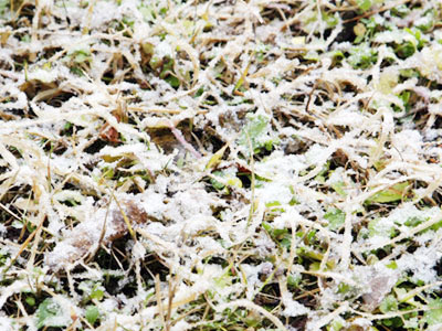 さつまホームの近くで雪